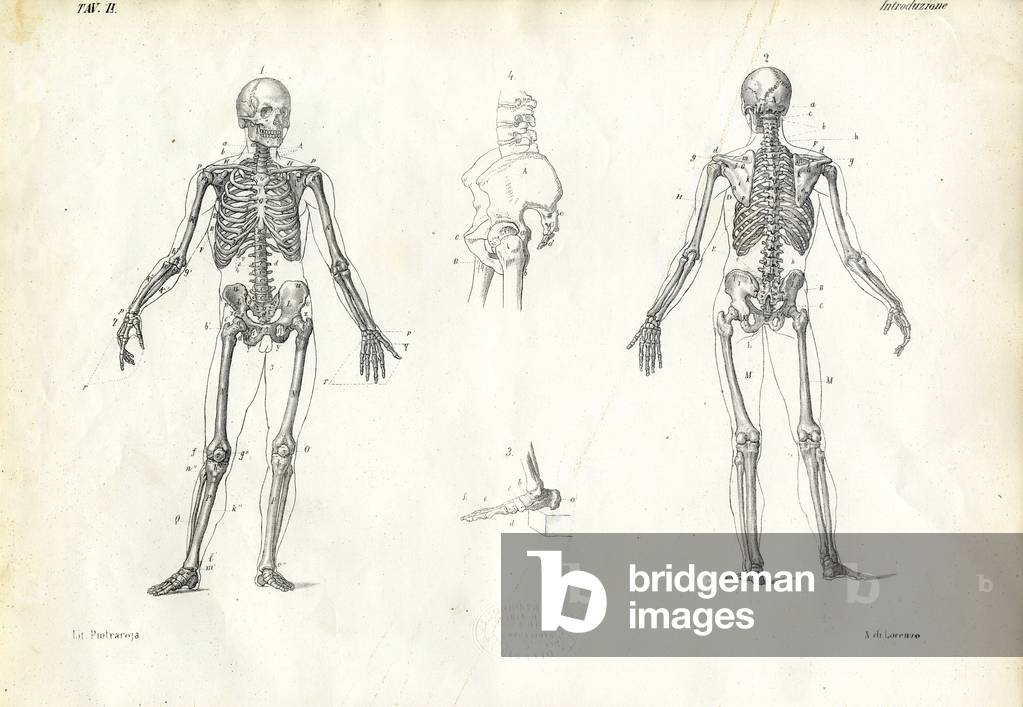 Human Being, 1863-79 (colour litho)