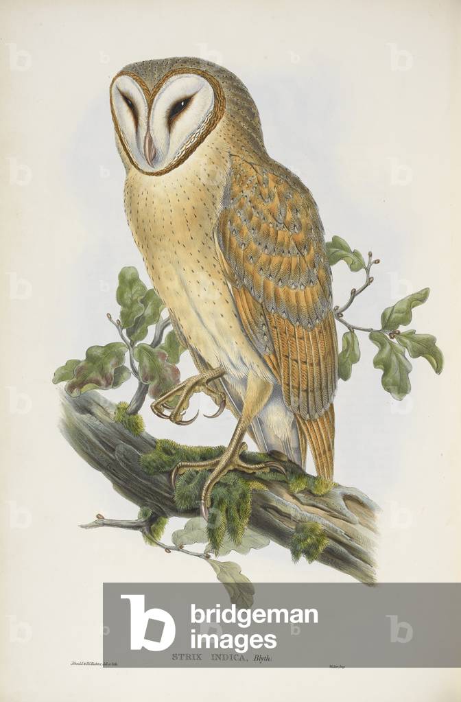 Strix Indica. Indian Screech Owl.