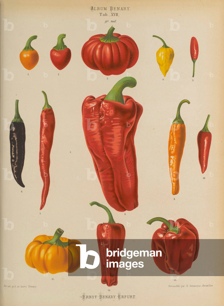 Image of Print depicting Peppers (Capsicum spp.) 1876 by Ernst Benary