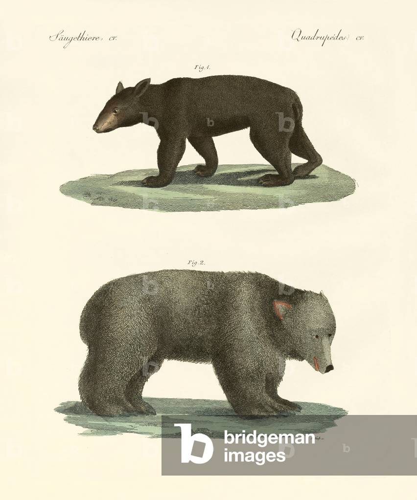 Ours étranges (gravure colorée)