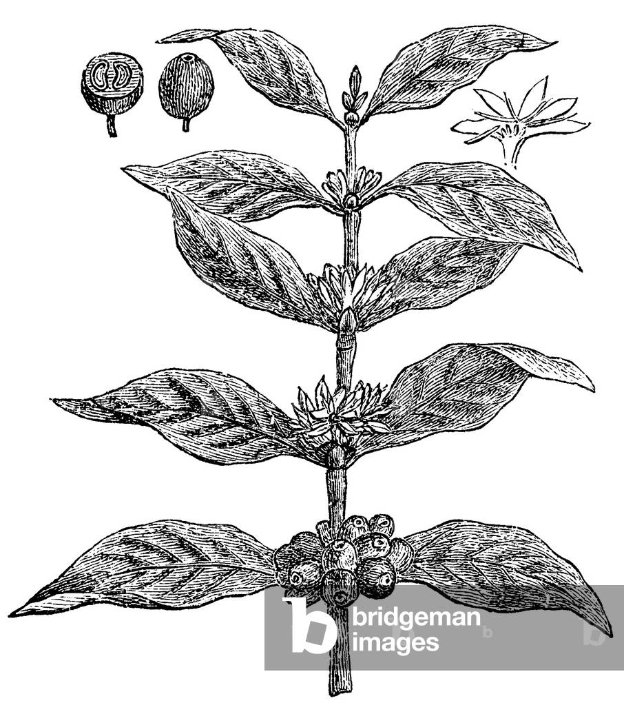Immagine di Incisione "Albero del Caffè", b/w