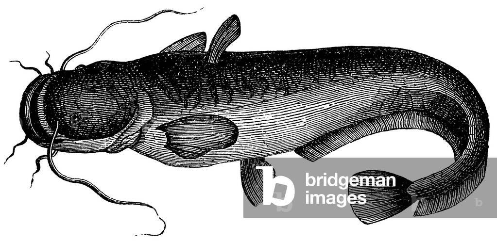 Image of Engraving depicting Catfish, b/w