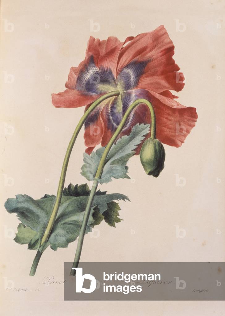 Papaver somniferum