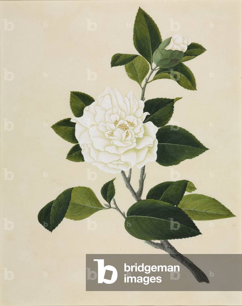Camelia cv.