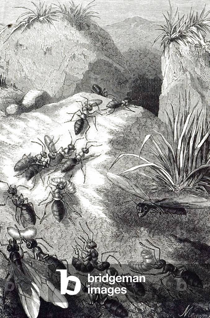 "Ein Stich mit marodierenden Ameisen" 1801