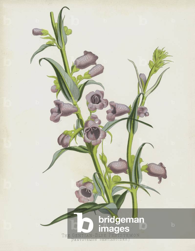 The Gentian-Blue Pentstemon, Pentstemon Gentianoides (chromolitho)