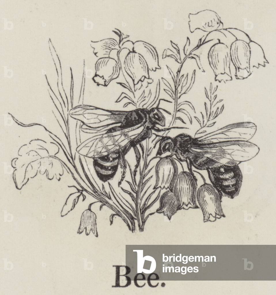 "Biene (Gravur)" von English School