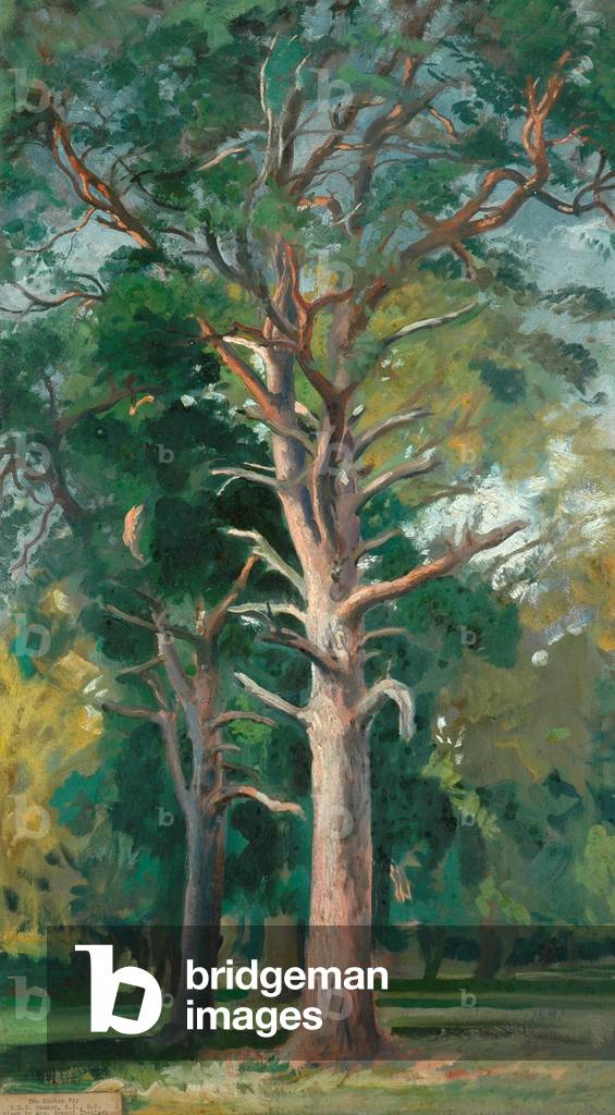 Die Scotch Fir (Öl auf Leinwand)