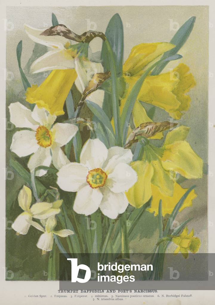 "Narcisi Tromba e Narciso del Poeta (chromolito)" di English School