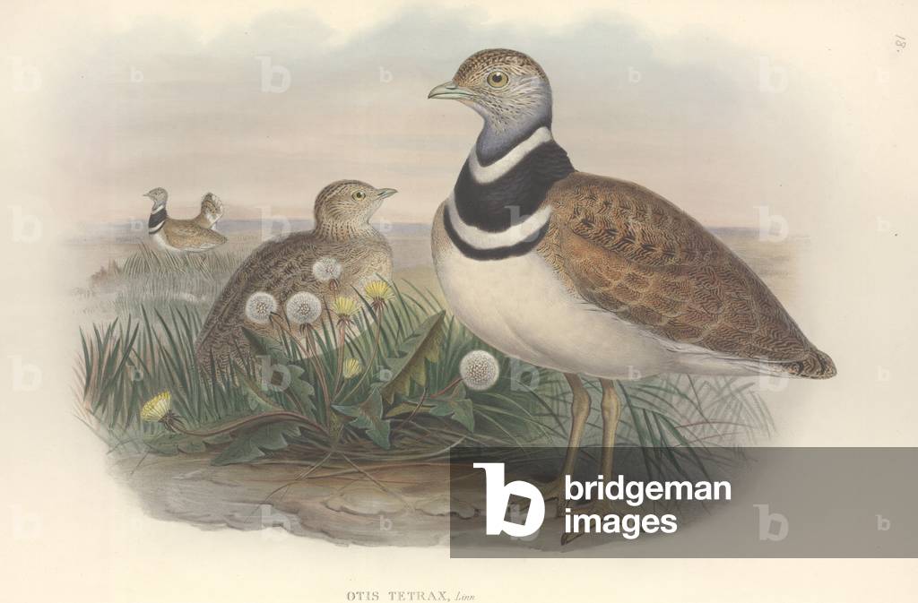 Bild von Zeichnung "Tetrax tetrax" von John Gould