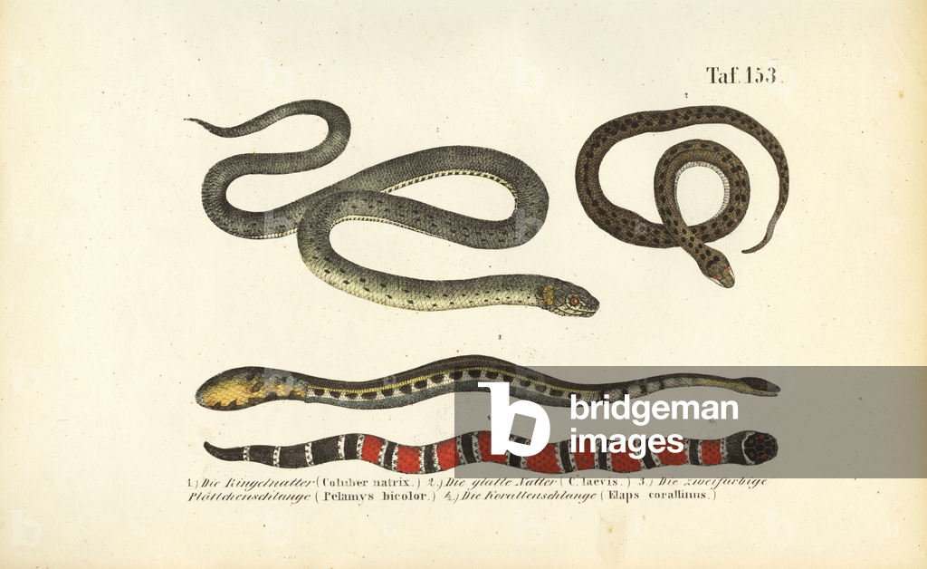 Immagine di Incisione "Vari serpenti e il serpente di corallo" 1850 di J. W. Tenhaeff