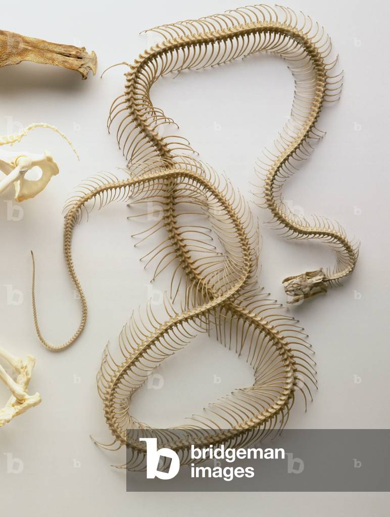 Python Skeleton