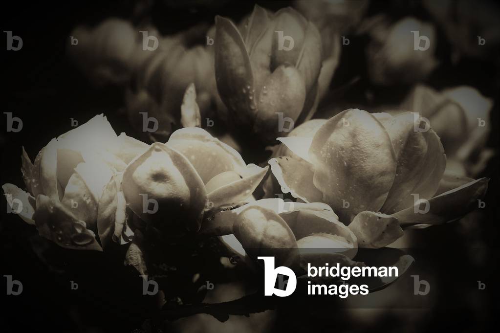 Bild von Fotografie "Geheime Anatomie" 2019 von Alex Caminker