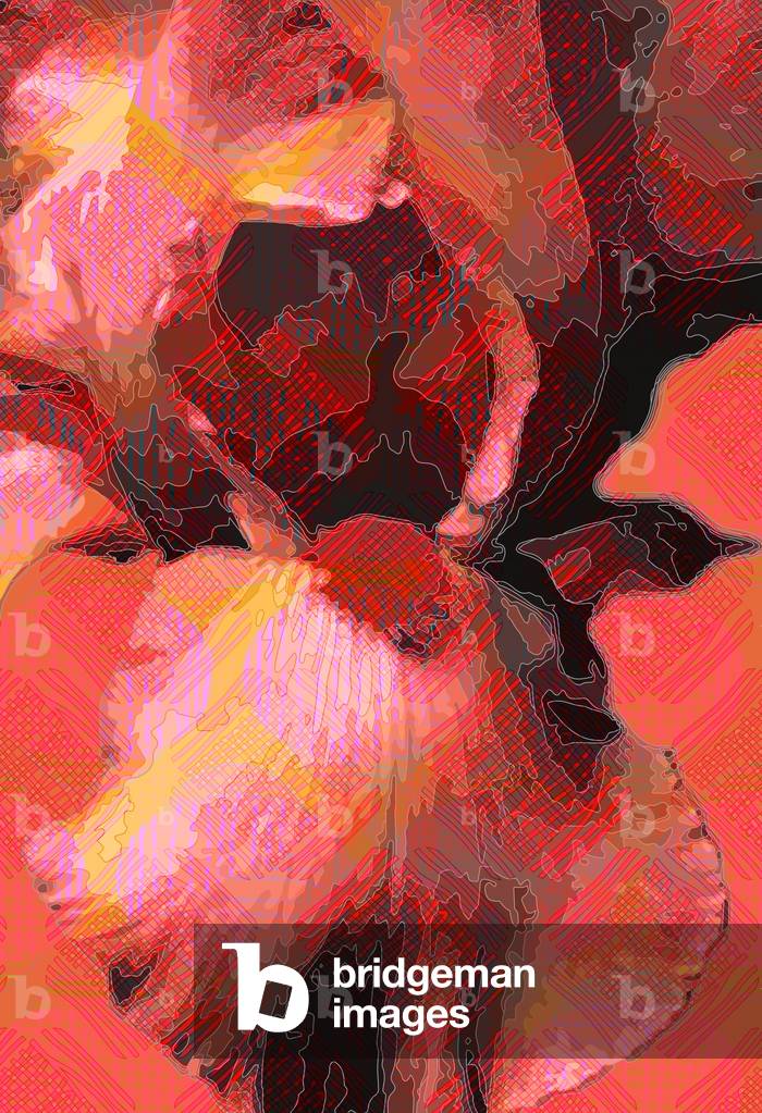 Orangefarbene Iris, 2013 (digital)