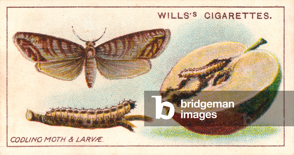 Immagine di Stampa "Vita da giardino: Tignola e larve (chromolitho)" 1901 di English School