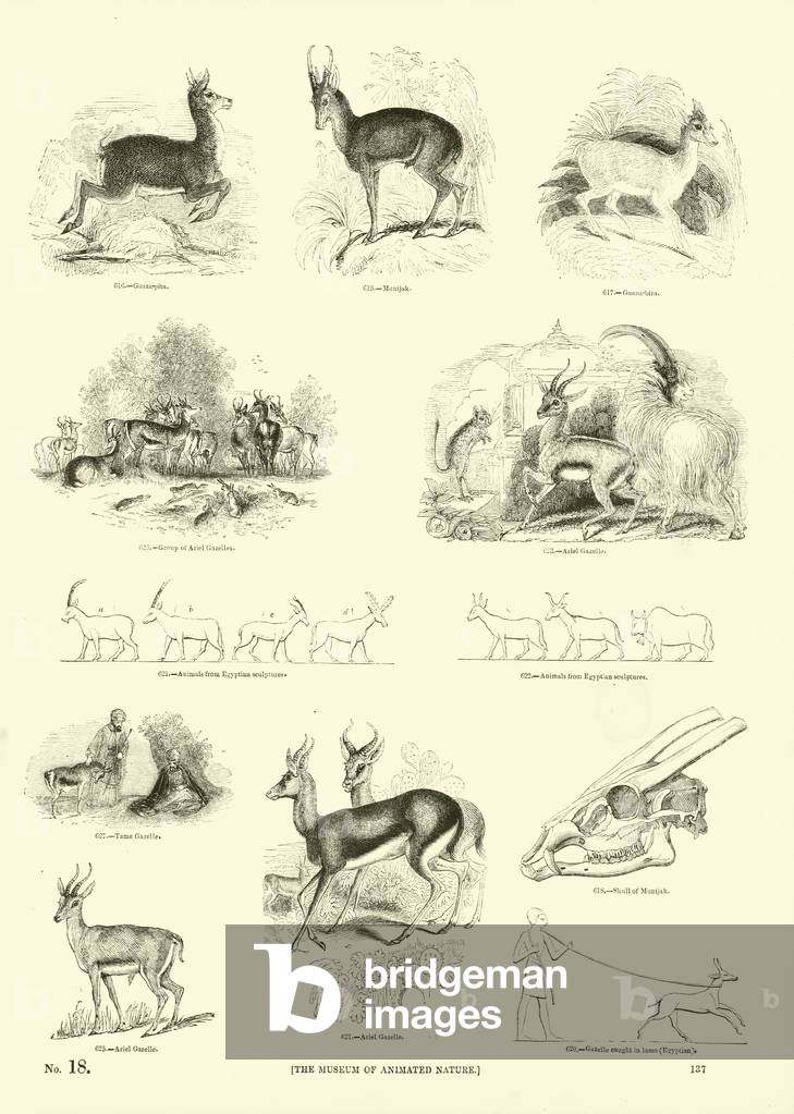 "Seite von Das Bildmuseum der animierten Natur (Gravur)" von English School, b/w
