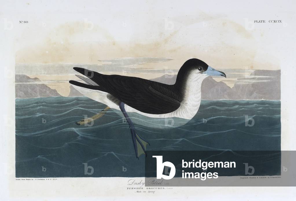 "Un uccellino. Illustrazione a colori di Audubon; Dusky Petrel."