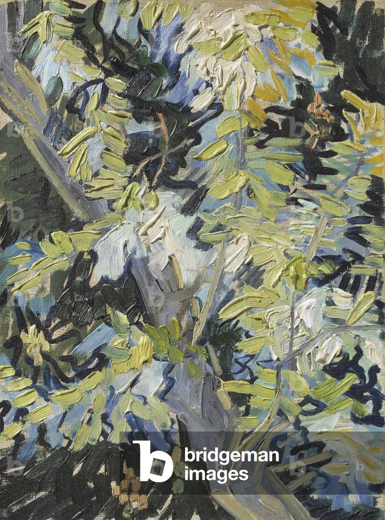 Acacia in Fiore, c.1889 (olio su tela)