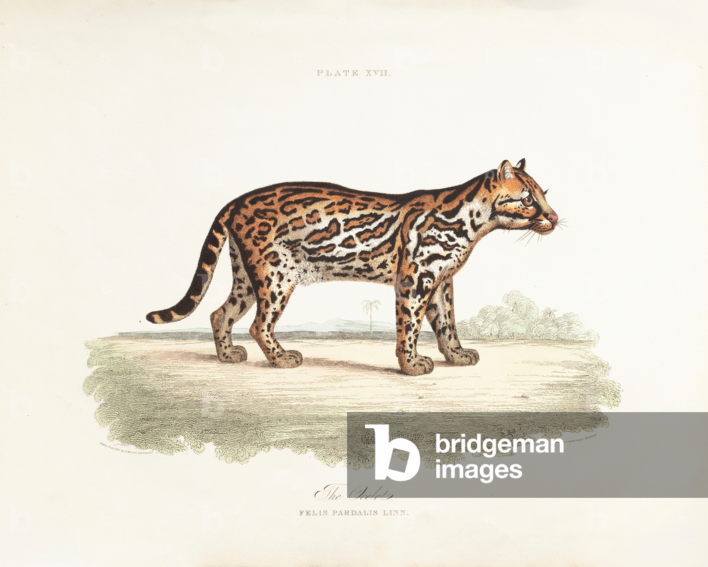 Ocelot, 1831 (Plate)