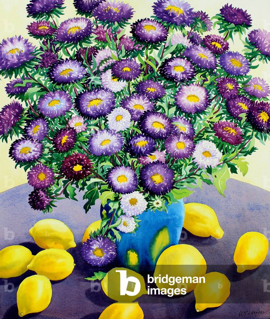 Astri viola e Limoni (acquerello su carta)