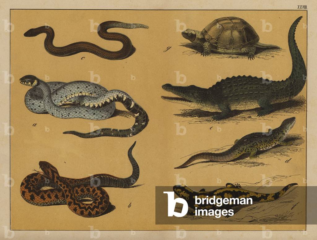 Bild von Druck "Reptilien und Amphibien (Farblitho)" von German School