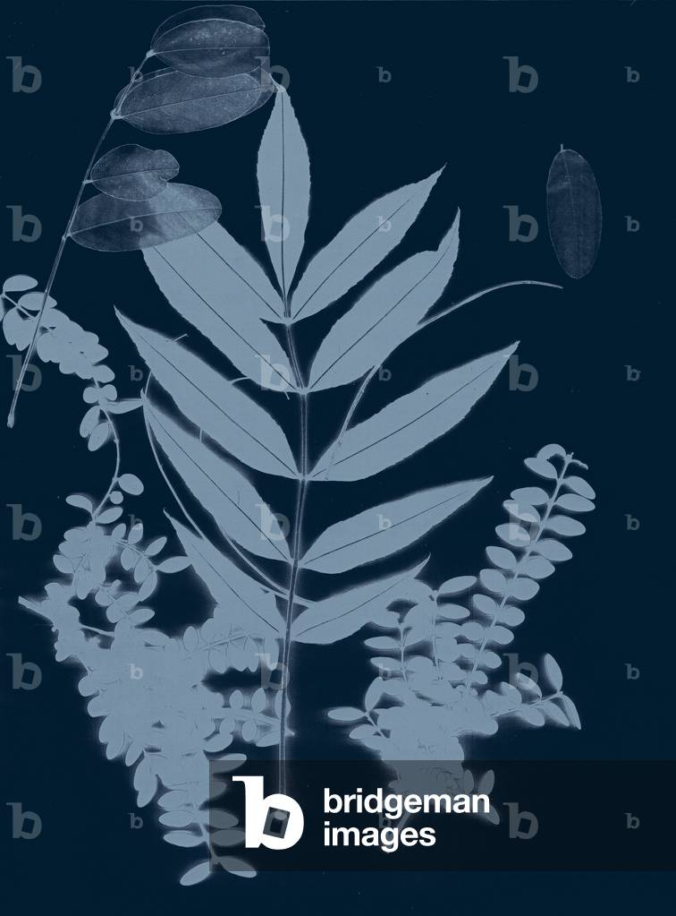 Foliage ciano 01, 2017 (digitale)