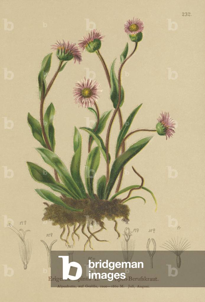 Alpine Erigeron (Erigeron alpinus) (colour litho) by German Artist