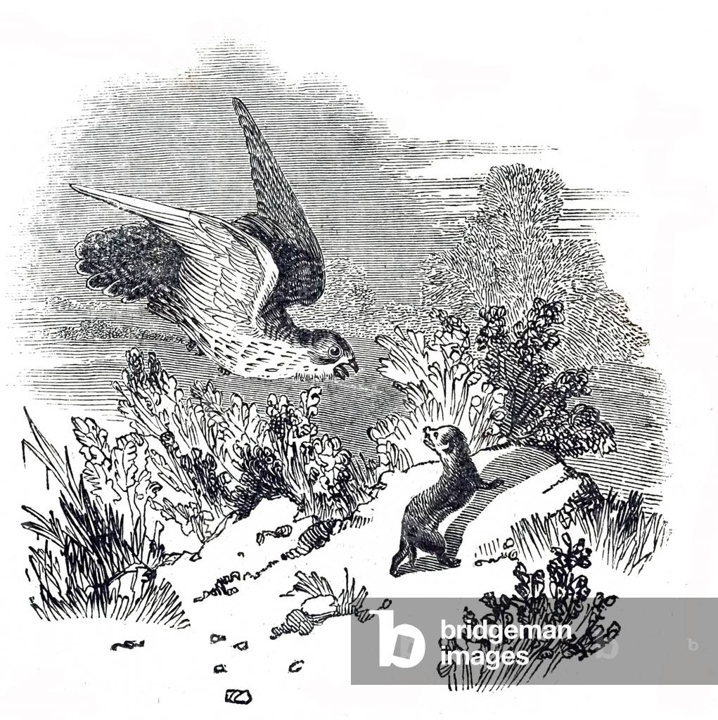 An engraving depicting a battle between a hawk and a weasel observed at Lea in Wiltshire. The weasel killed th