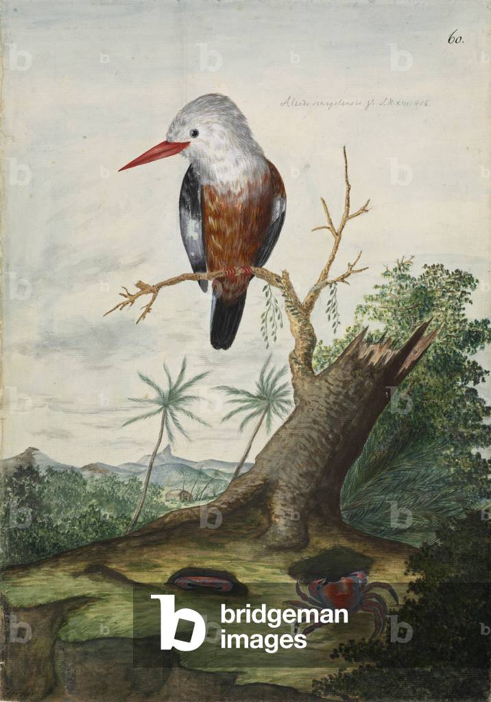Image of Drawing depicting Halcyon leucocephala by Georg Forster