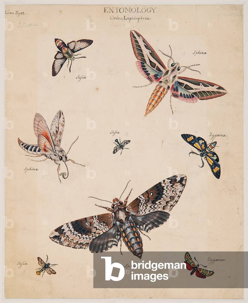 Studi sugli animali invertebrati, volume II, 1790-1810 (stampa)