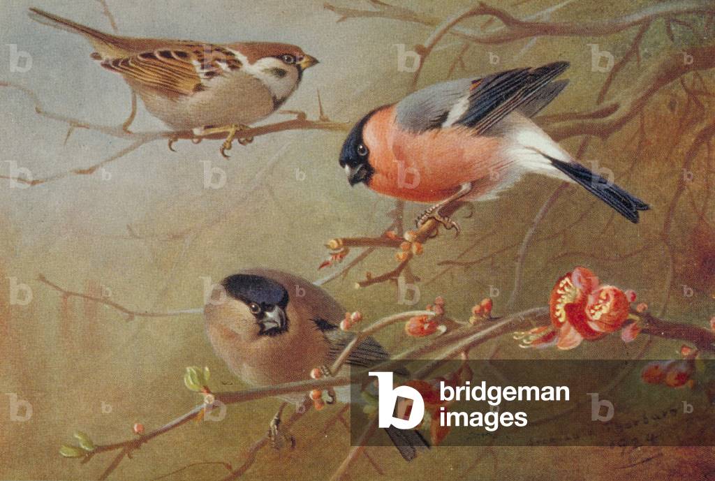 "Platte aus Archibald Thorburns zweiter Ausgabe von British Birds" 1925