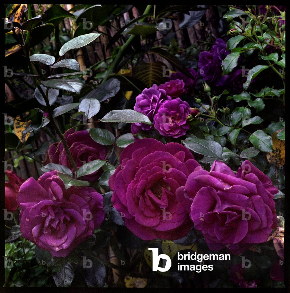 "Rose" von Jacopo Brancati