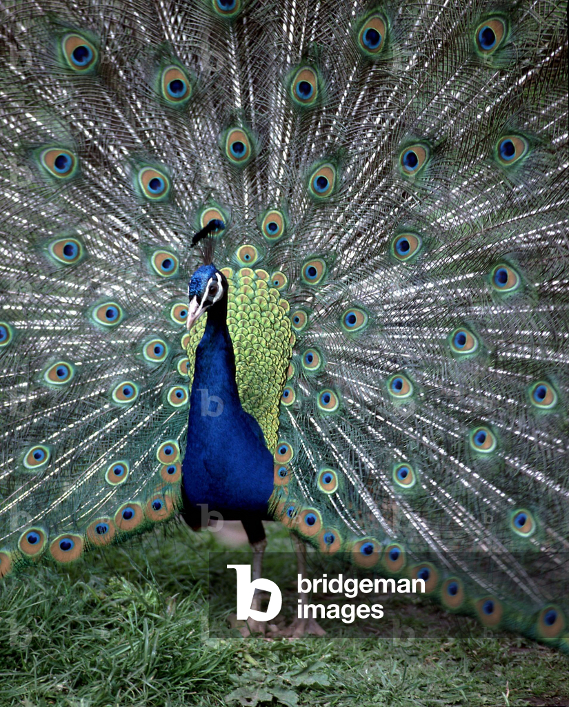 Pfau, 1998 (Foto)