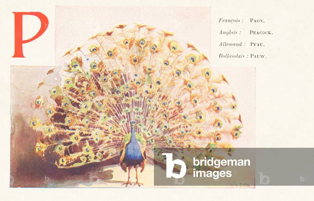 Immagine di Stampa "P: Pavone (francese) — Pavone (inglese) - Pfau (tedesco) — Pauw (olandese)" 1912 di Louis 