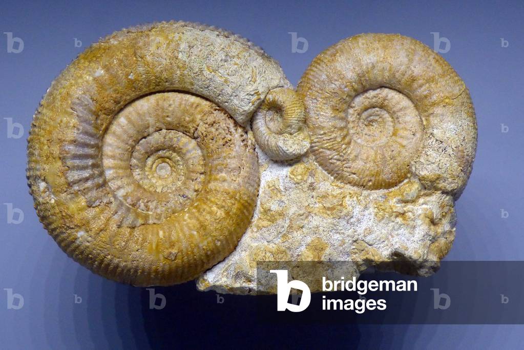 Fossile Ammoniten, Unteres Barremium (Objekt)