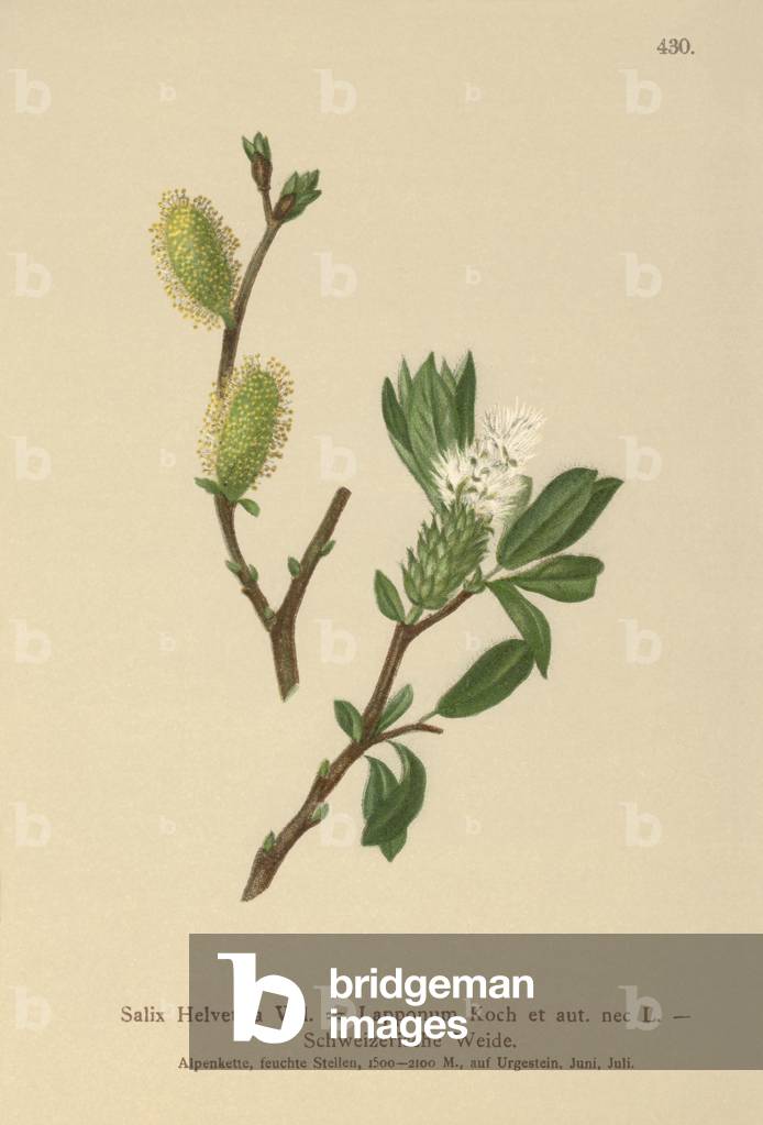 Swiss Willow (Salix Helvetica by German Artist, b/w