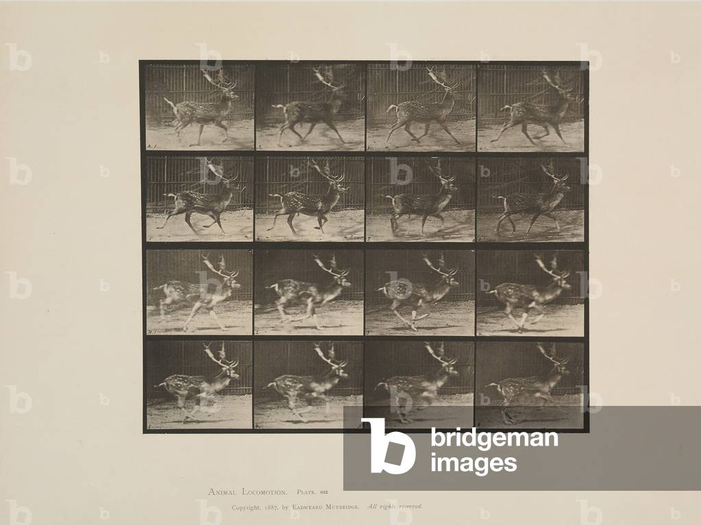 Bild von Fotografie "Teller von Animal Locomotion", 1887 von Eadweard Muybridge, b/w