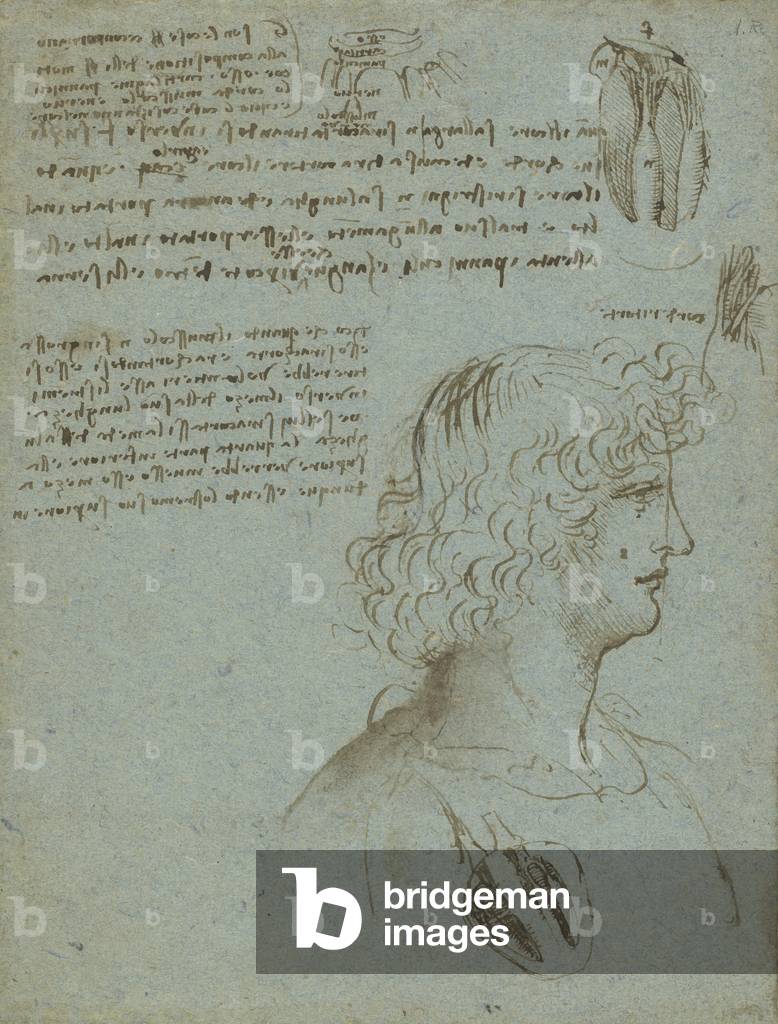 Studi del cuore, e la testa di un giovane nel profilo c.1511-13 (penna e inchiostro su carta blu)