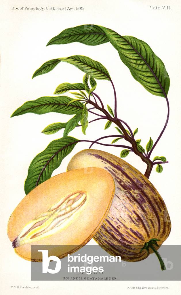 Pepino (Solanum Guatamalenese)