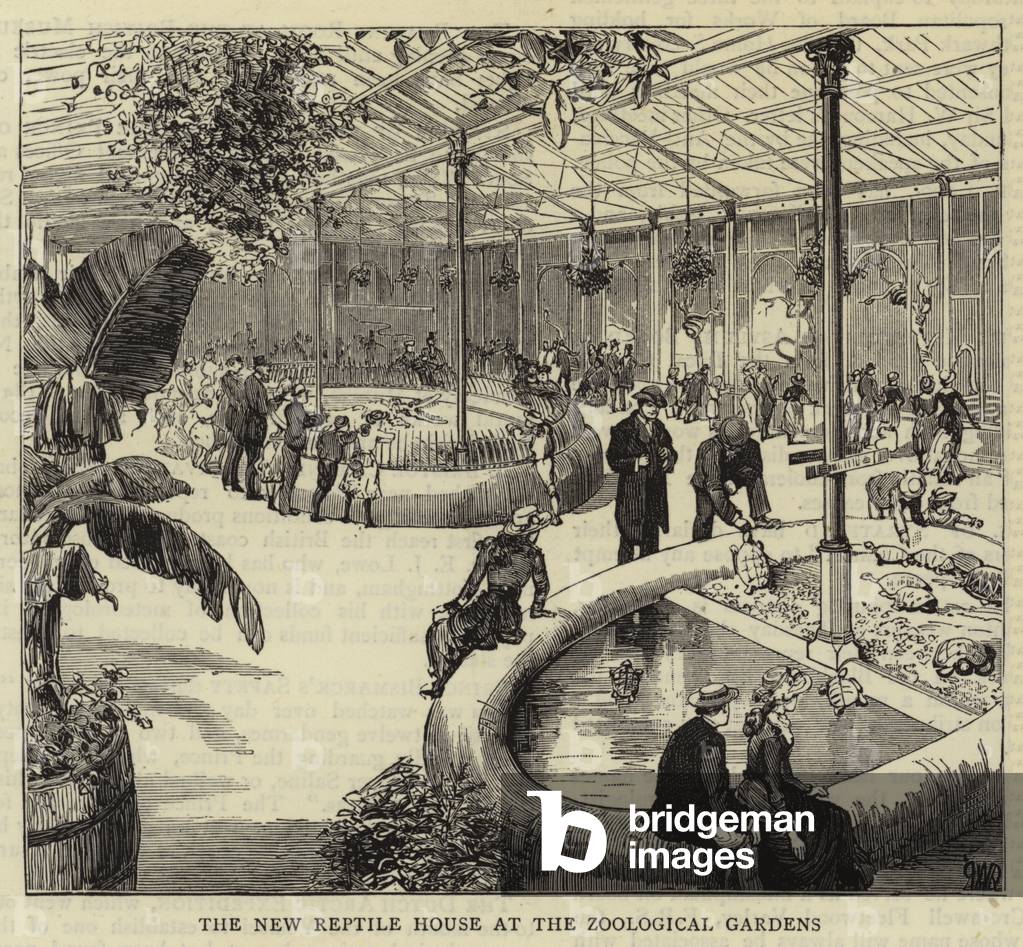 La nouvelle maison des reptiles dans les jardins zoologiques (gravure) par English School, b/w