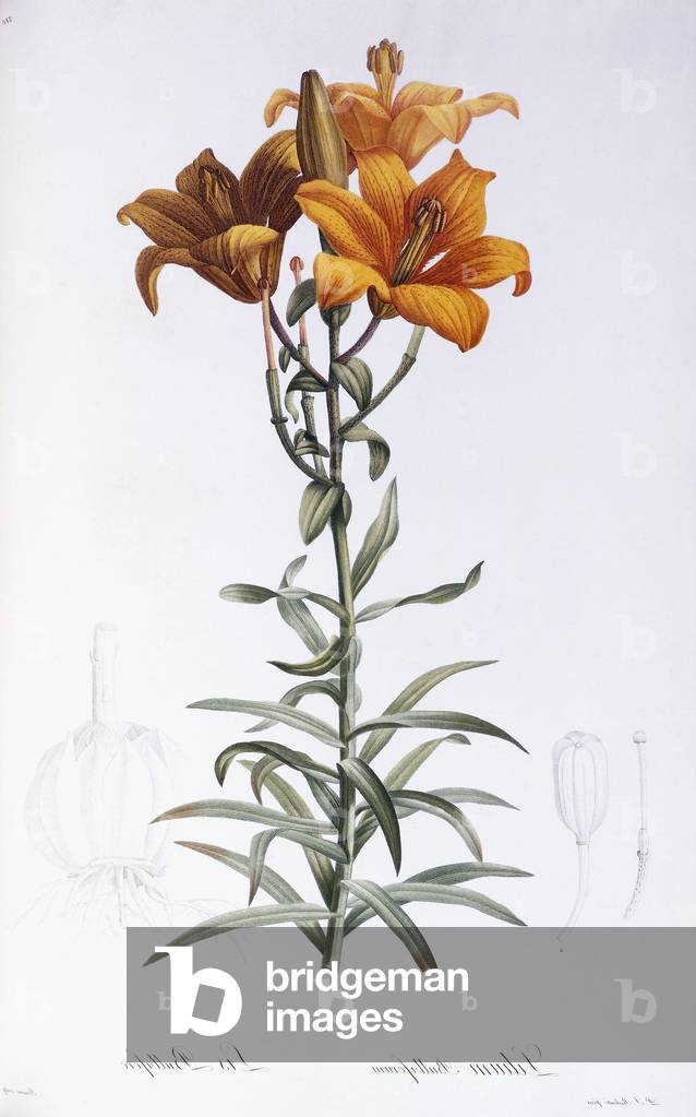 Lilium Bulbiferum (Orange, Fire oder Tiger Lily), 1802-1816 (stipple engraving printed in colours and finished