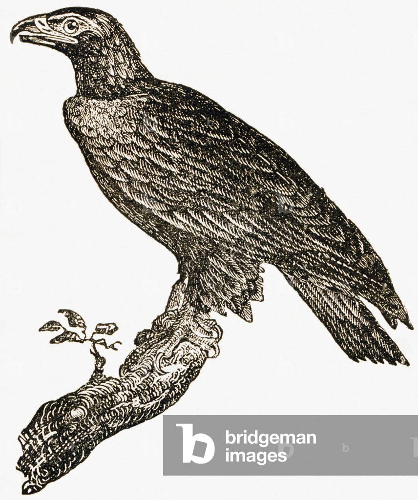 Image of Engraving depicting The common eagle 1892