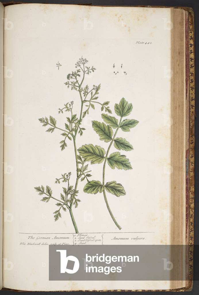 Immagine di Incisione "Piatto 442" 1737 di Elizabeth Blackwell