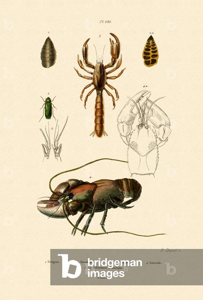 Bild von Gravur "Great Green Bush Cricket", 1833-39 von French School, b/w