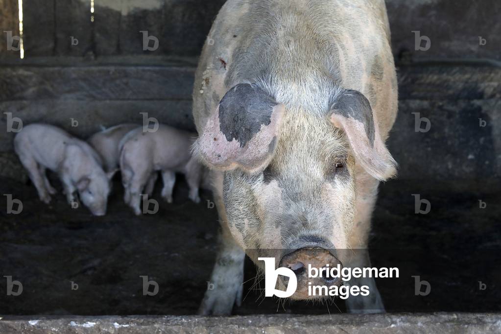 Semie et porcelets en Osmaci, Bosnie-Herzégovine, 2020 (photo)