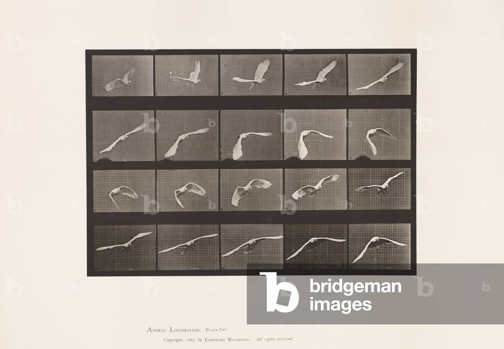 Immagine di Fotografia "Targa 760. Cockatoo; Volare" 1885 di Eadweard Muybridge, b/w