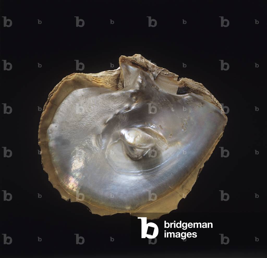 Austernschale mit Perle