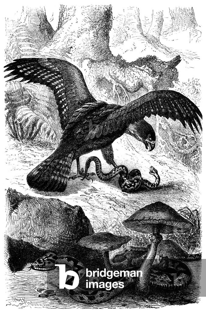 Immagine di Incisione "Vipera", b/w