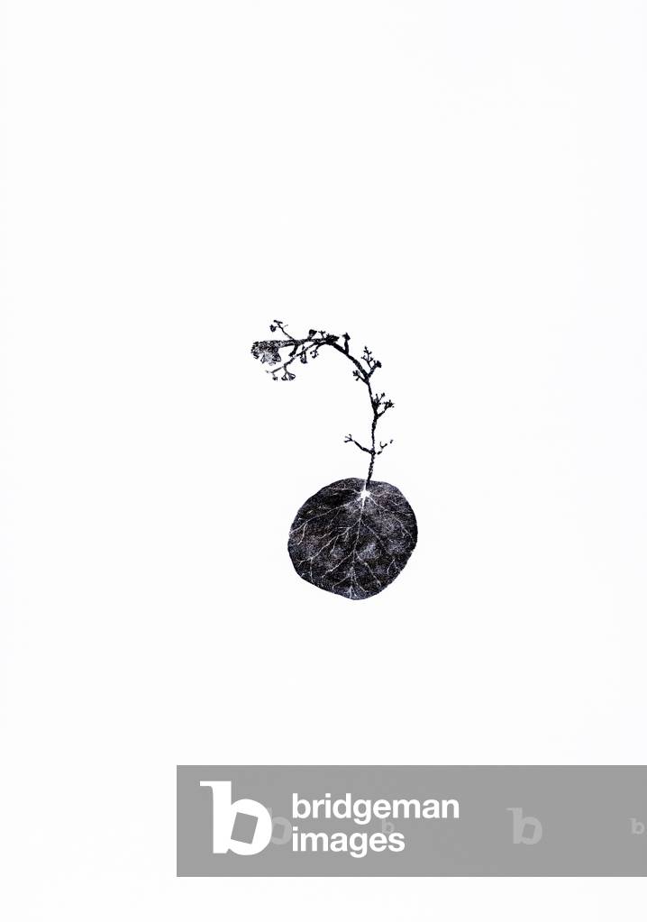 Image de Gravure représentant Tug 2014 par Bella Larsson