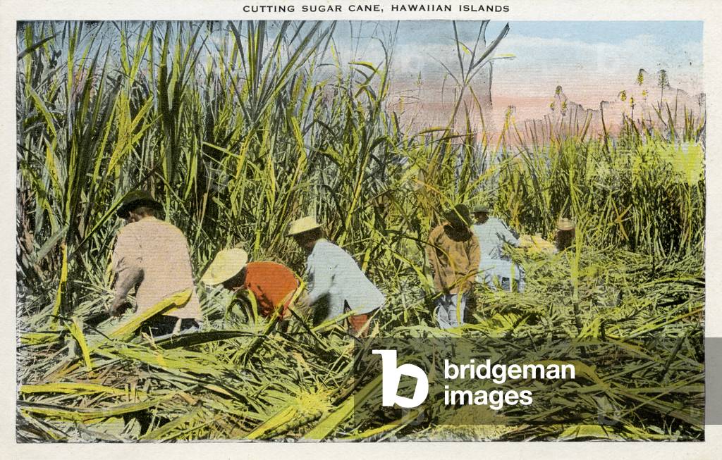 Cutting sugar cane, Hawaii